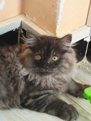 Two Gorgeous Persian Kittens
