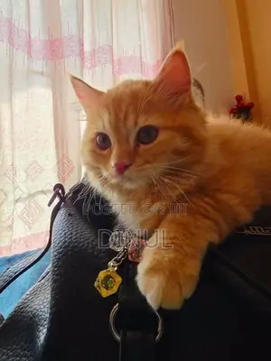 Two Gorgeous Persian Kittens