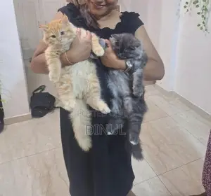 Two Gorgeous Persian Kittens