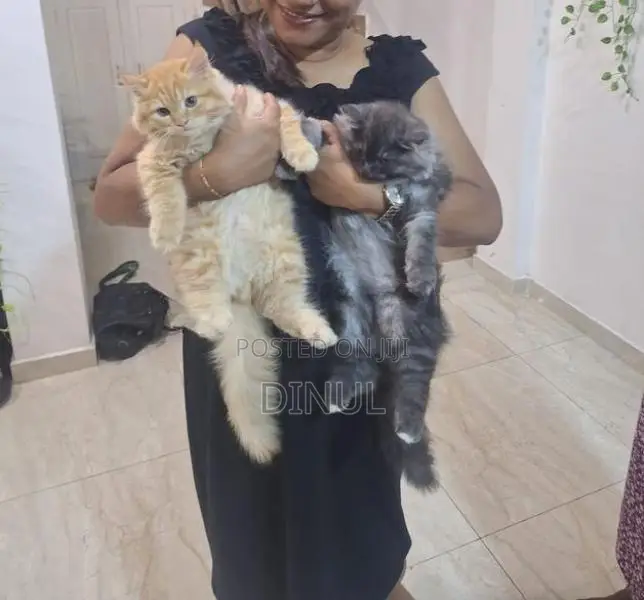 Two Gorgeous Persian Kittens
