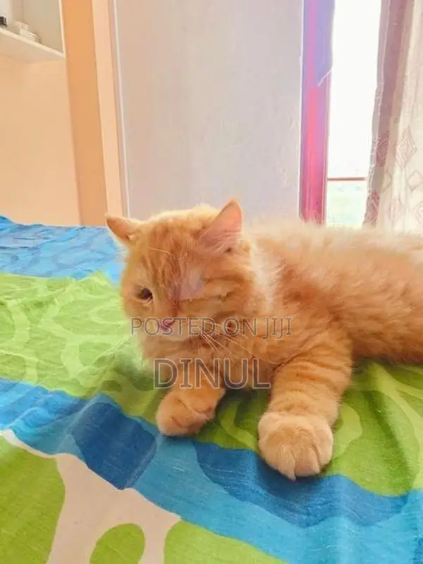 Two Gorgeous Persian Kittens