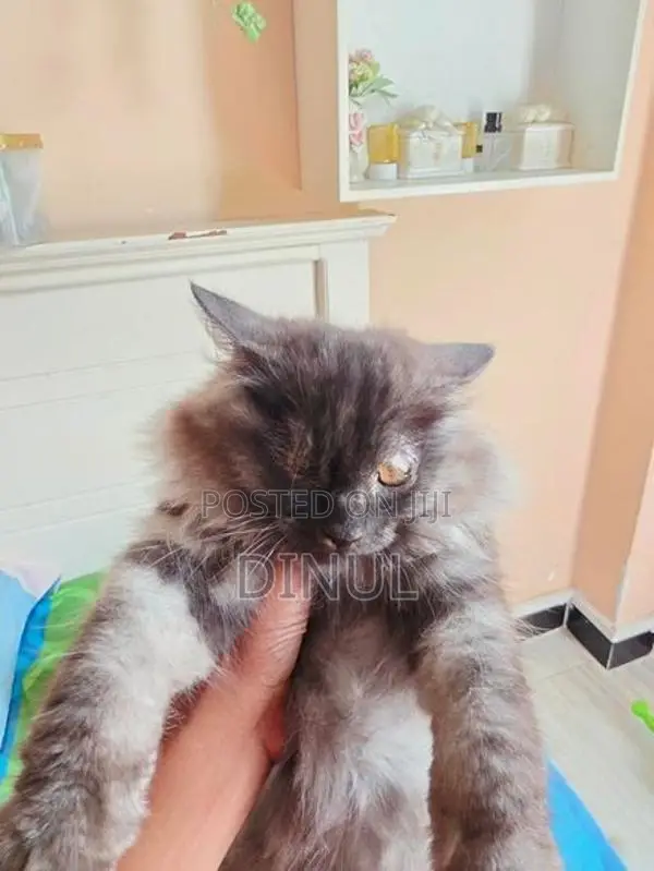 Two Gorgeous Persian Kittens