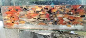 Swordtail Fish