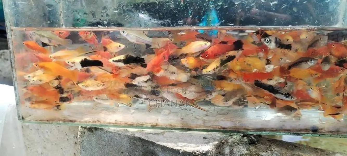 Swordtail Fish