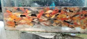 Swordtail Fish
