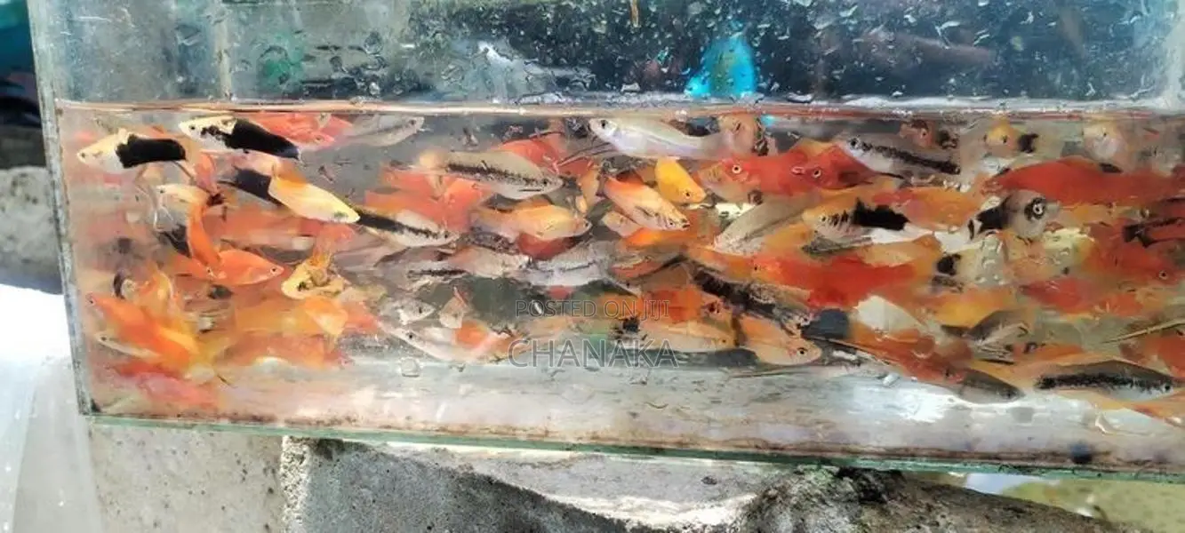 Swordtail Fish