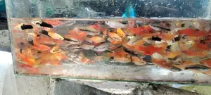 Swordtail Fish