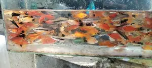 Swordtail Fish
