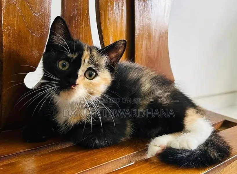 Persian Mix Cat