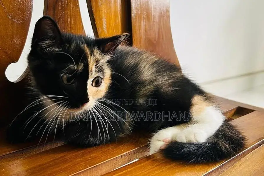 Persian Mix Cat