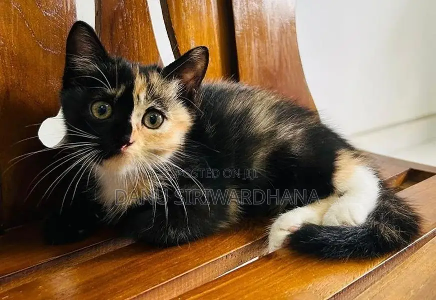 Persian Mix Cat