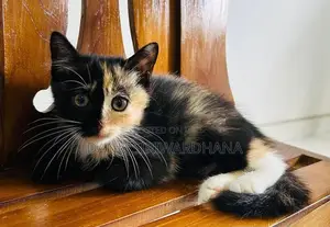 Persian Mix Cat