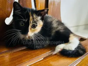 Persian Mix Cat