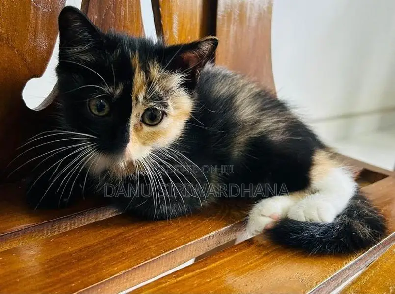 Persian Mix Cat