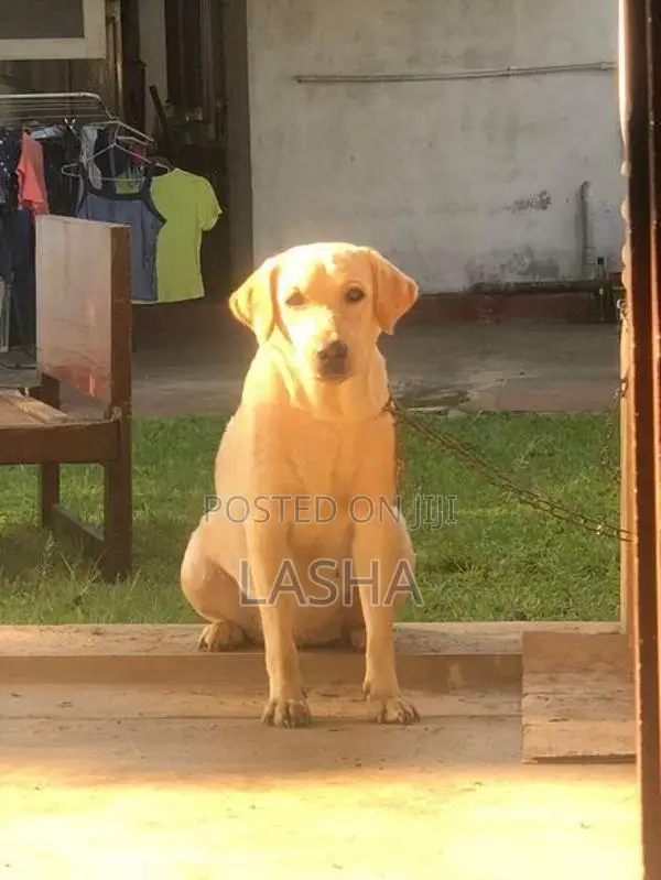 Labrador Retriever