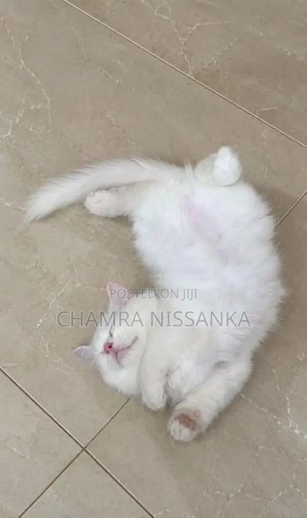 Persian Kitten