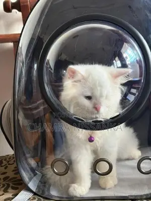 Persian Kitten