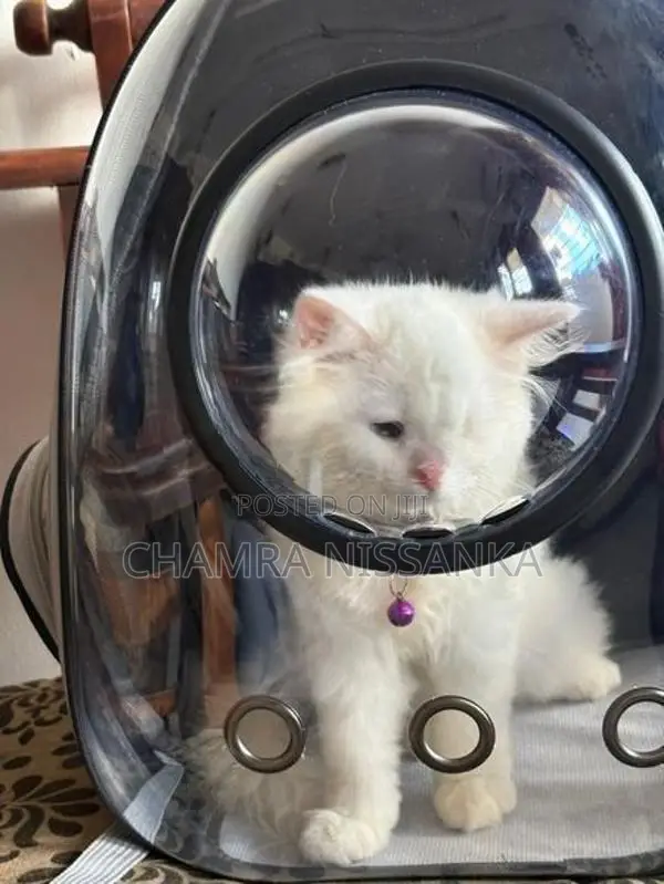 Persian Kitten