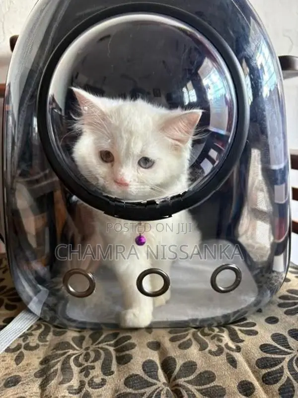 Persian Kitten