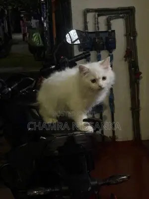 Persian Kitten