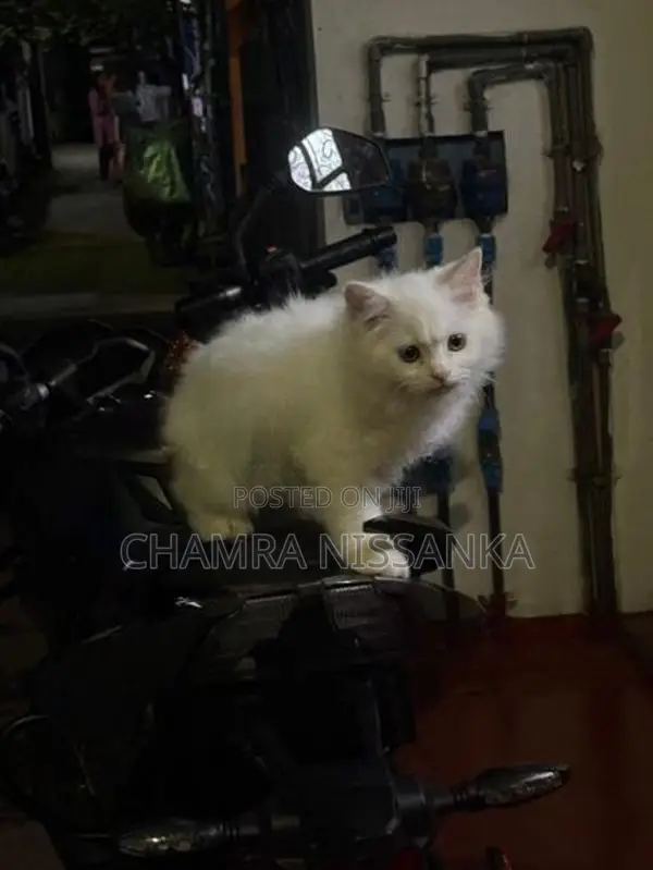 Persian Kitten