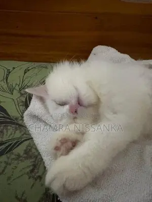 Persian Kitten