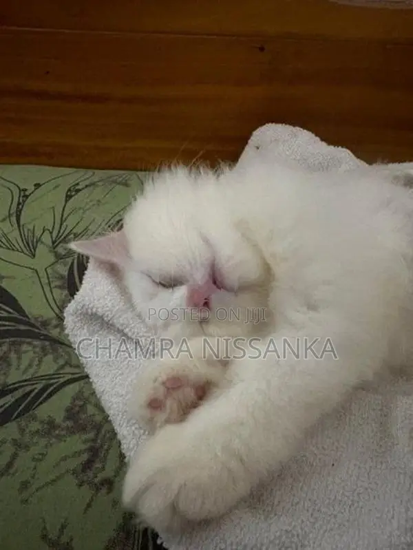Persian Kitten