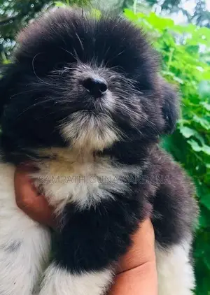 Shih Tzu Puppy