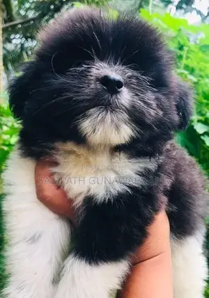 Shih Tzu Puppy