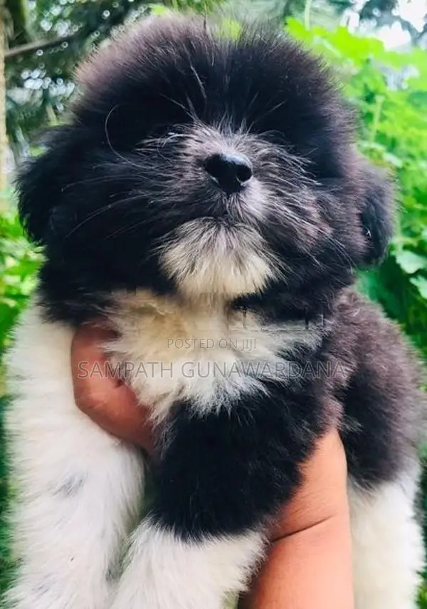 Shih Tzu Puppy