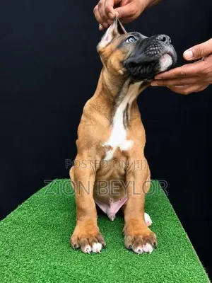 Premier Cane Corso Puppies : True Italian Guardians