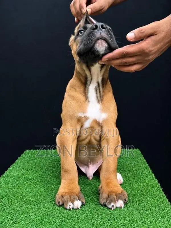 Premier Cane Corso Puppies : True Italian Guardians