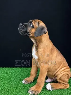 Premier Cane Corso Puppies : True Italian Guardians