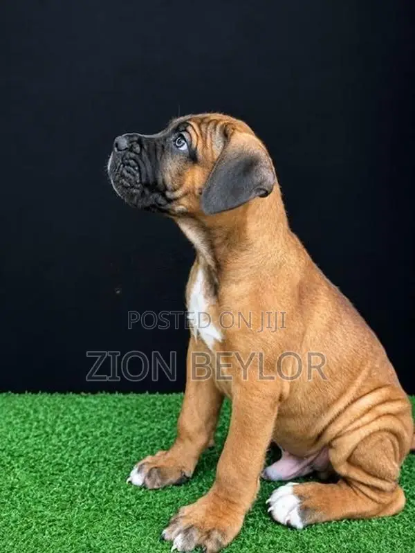 Premier Cane Corso Puppies : True Italian Guardians