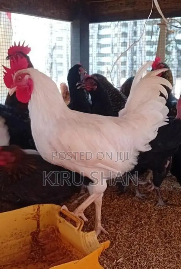 ஊர் சேவல்