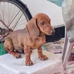 Dachshund