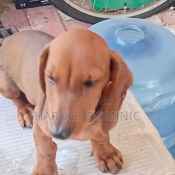 Dachshund