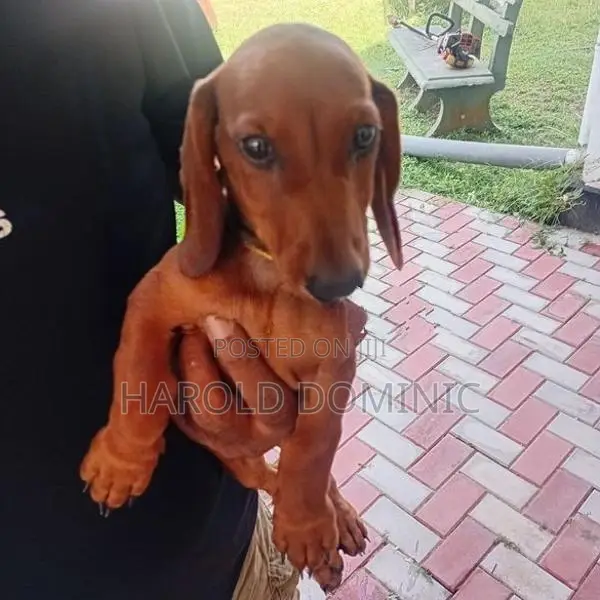 Dachshund