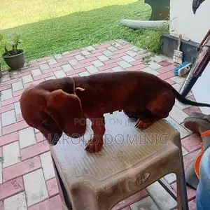 Dachshund