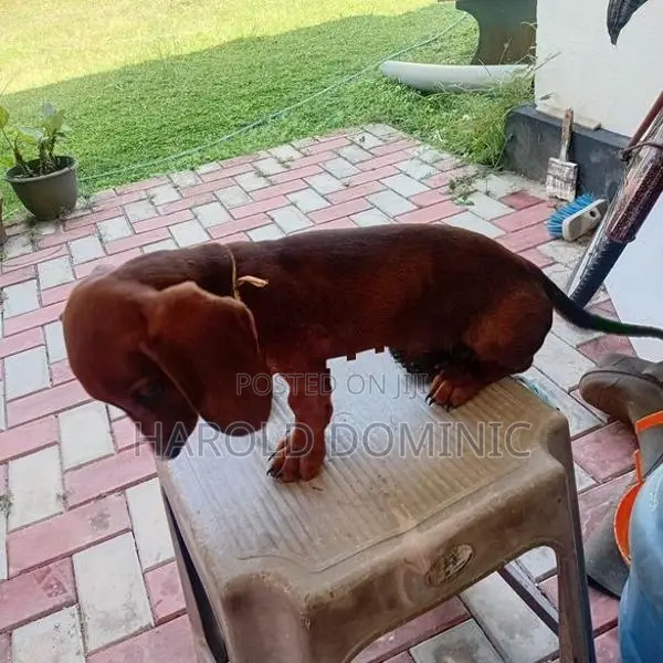 Dachshund