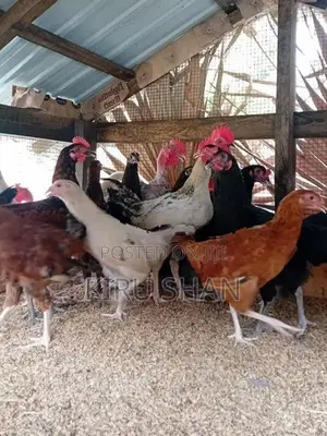 ஊர் கோழி