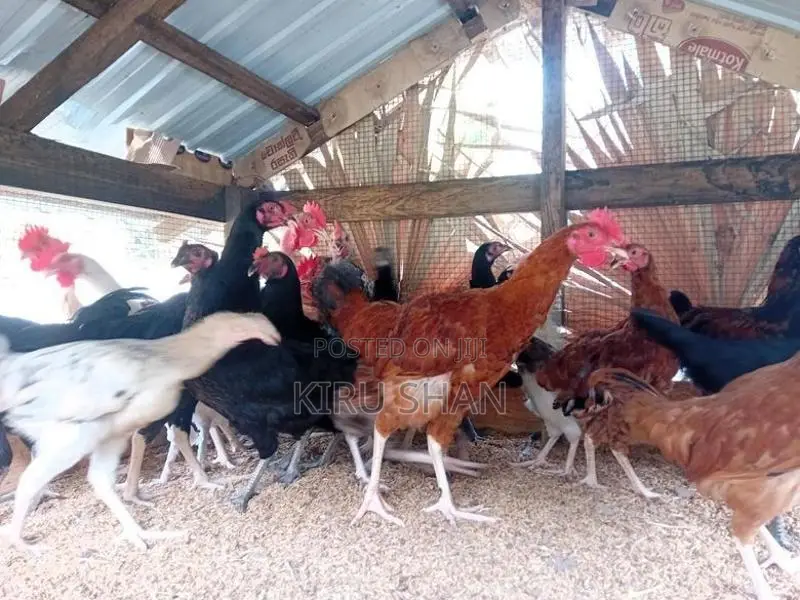 ஊர் கோழி