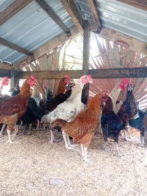 ஊர் கோழி