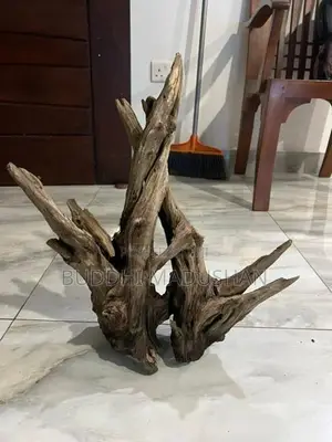 Driftwood
