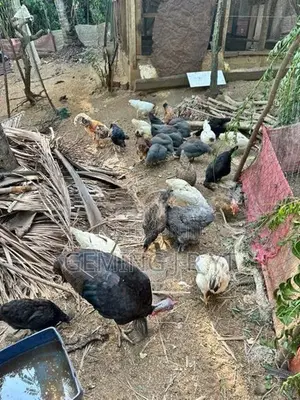 ගම් කුකුල්ලු