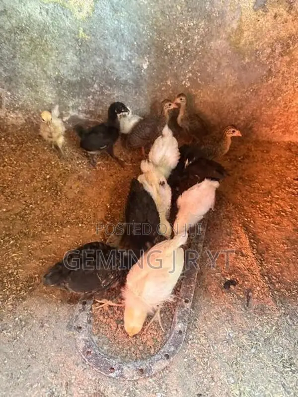 ගම් කුකුල්ලු