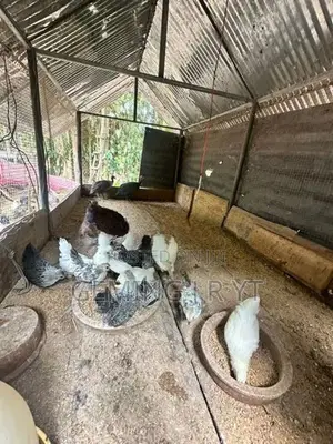 ගම් කුකුල්ලු