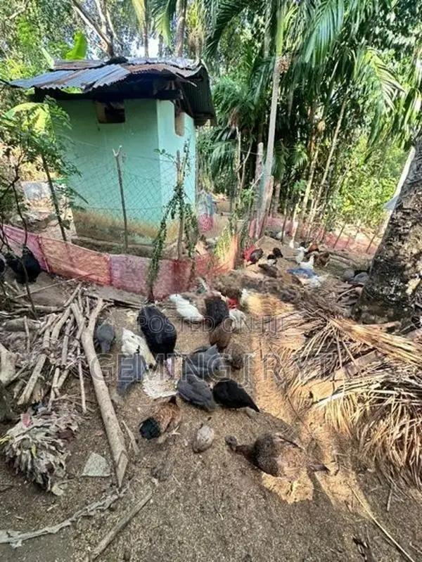 ගම් කුකුල්ලු