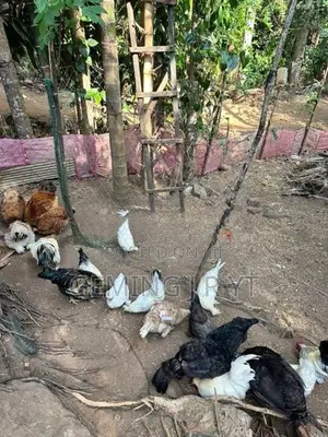 ගම් කුකුල්ලු