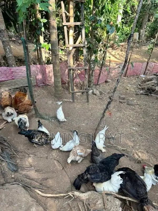 ගම් කුකුල්ලු
